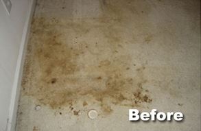 BEFORE CARPET CLEANING